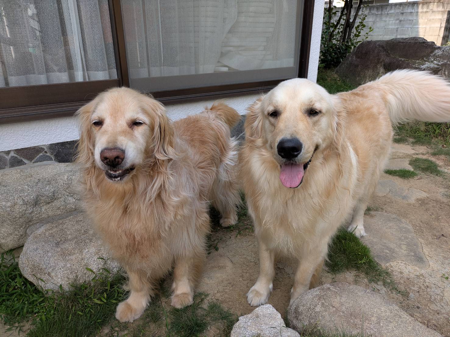 見習い犬　ローリー&レン
